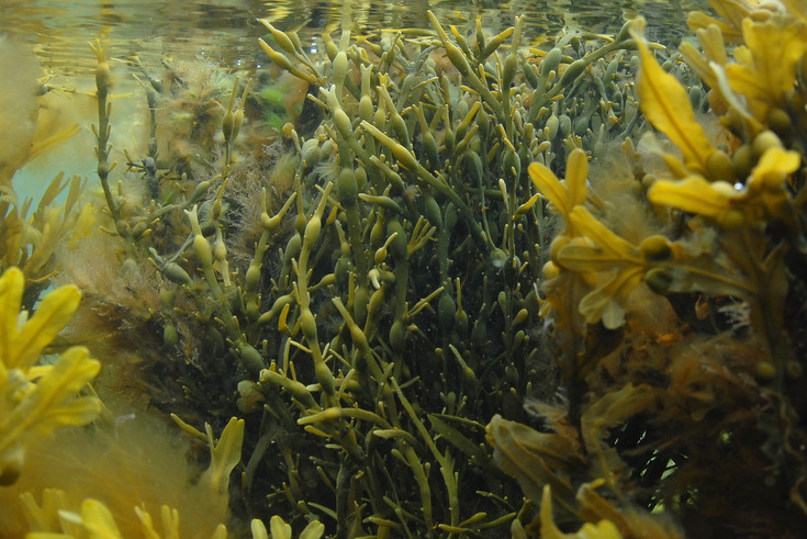tang